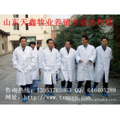 羊  波尔山羊 波尔山羊价格 波尔山羊种羊山东天鑫牧业