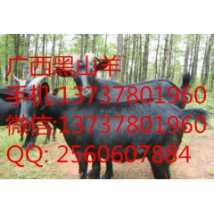 贵州黑山羊,小尾寒羊,黑山羊,白山羊,波尔山羊,湖羊,绵羊