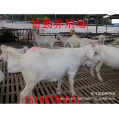 纯种白山羊价格 羔羊 白山羊种公羊价格  肉羊养殖技术山羊