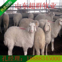 山东超群牛羊驴养殖集团常年供应优质品种小尾寒羊 种羊 羔羊