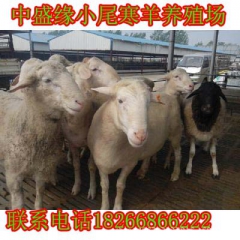 中盛缘养殖基地供应纯种小尾寒羊 育肥小羔羊 杂交小尾寒羊