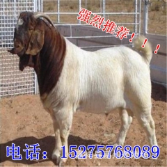 山东嘉祥纯种波尔山羊养殖基地 波尔山羊 怀孕母羊 3月龄羔羊