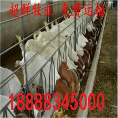 波尔山羊养殖场常年供应优质羔羊 种羊出肉率高 免费运输