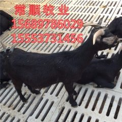 常顺黑山羊羊苗  养殖    白山羊  羊驼哪里有    改...
