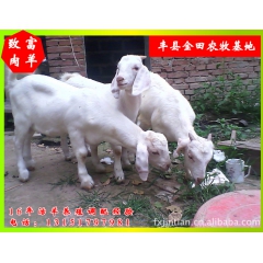 白山羊养殖致富用 优质肉羊白山羊种苗 种羊 羔羊 20/25...