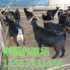 努比亚黑山羊 金堂黑山羊 种公羊养殖场 孕羊 羔羊