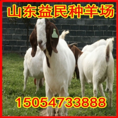 养羊场出售山羊养殖 种羊山羊 山羊羔羊 山羊种苗 养羊基地