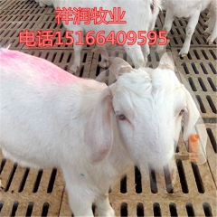 优质白山羊种羊 育肥羔羊 繁殖羊 怀胎羊 白山羊价格行情 小...