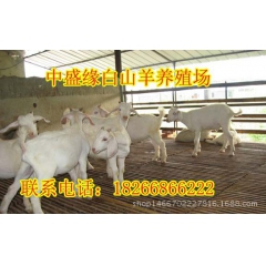 优良肉羊白山羊种羊 育肥羔羊 繁殖羊 怀胎羊 白山羊价格行情