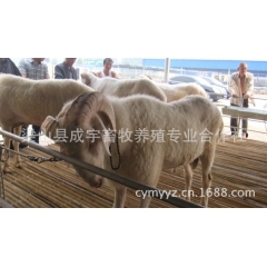 成宇牧业供应优质波尔山羊、小尾寒羊羔羊、种公羊