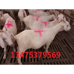 怀孕母羊价格 白山羊好养殖吗 肉羊报价 出厂羔羊