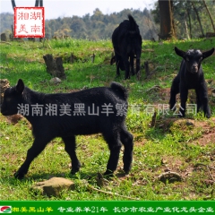 黑山羊 羔羊 努比亚黑山羊 金堂羊