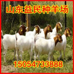 纯种波尔山羊羔羊 波尔山羊养殖效益 怀孕大母羊价格