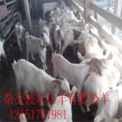 免费提供白山羊养殖技术白山羊羔羊
