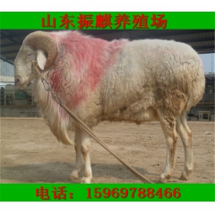 山东小尾寒养殖基地销售小尾寒羊 小尾寒羊怀孕母羊 种羊 羔羊