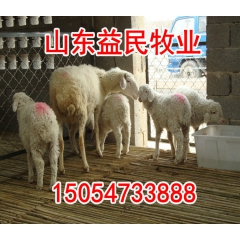 山东小尾寒羊种羊场大量销售，纯种小尾寒羊羔羊，孕羊免费送货
