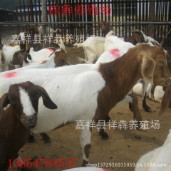 大量批发 羊 波尔山羊 羔羊 种羊 不用中介的祥犇养殖场
