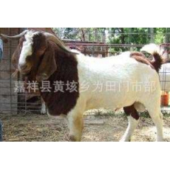 4A级波尔山羊养殖基地出售纯种波尔山羊，种羊、羔羊