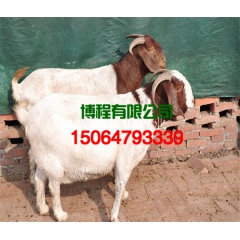 波尔山羊_种羊价格_波尔山羊羔羊