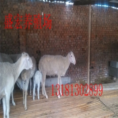 大量出售屠宰羊 怀孕母羊 育肥羔羊 价格优惠