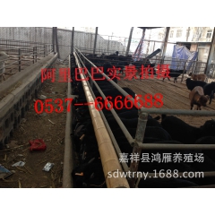 辽宁纯种黑山羊养殖基地 急售2000只黑山羊种羊 羔羊 怀孕...