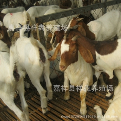 纯种波尔山羊 波尔山羊杂交品种识别方法 波尔山羊羔羊