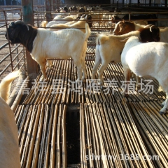 2015供应山羊羊苗 白山羊 改良 育肥羔羊 湖南种羊价格【...