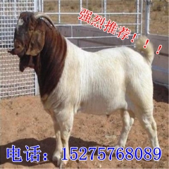 六代繁殖波尔山羊 纯种羔羊 公羊价格 繁殖怀孕母羊 免费提供...