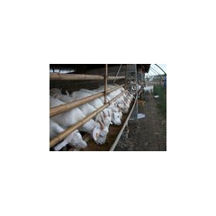 1000只30斤白山羊羔羊 8-9成膘