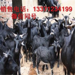 安徽农户养殖的黑山羊多少钱一只   黑山羊那个羔羊   养羊...