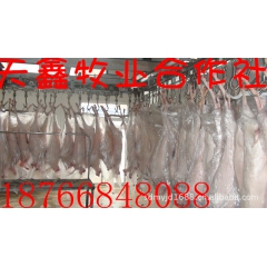 天鑫牧业 羔羊 肉羊 胴体羊腔