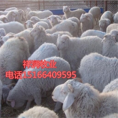 奶羊 高产奶山羊品种 萨能奶山羊 白山羊 杜波 黑山羊 波尔