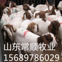 哪里有 奶山羊 黑山山羊 波尔山羊 白山羊