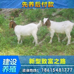 优质奶山羊 肉羊 杜泊绵羊 奶山羊价格 肉羊最新价格分析