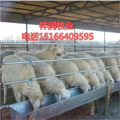 出售小耳黑山羊种羊价格 羊苗哪里有 白山羊育肥 小尾寒 奶山...