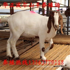 常年出售奶山羊 波尔山羊羔价格 波尔山羊种羊价格表 山羊苗