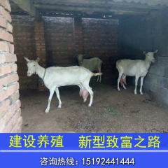 山东奶山羊 白山羊养殖基地 热销肉羊优质肉类 货到付款