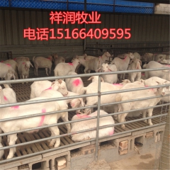 小羊苗价格，努比亚黑山羊 小尾寒羊 白山羊 奶山羊 杜波种羊...