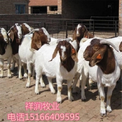 山东哪里有小尾寒羊 白山羊价格 黑山羊 波尔山羊养殖 杜波奶...