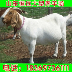 白山羊 羊羔 白山羊奶山羊 山羊价格 奶山羊价格 羊一天吃多...