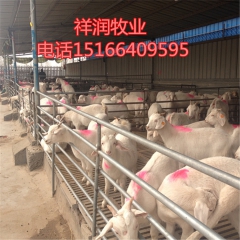 我想养殖奶山羊 黑山羊 白山羊 肉羊 羊羔苗 哪里有卖的