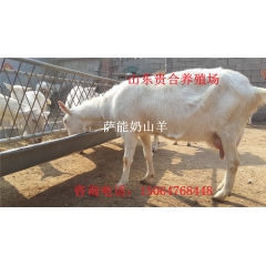 萨能奶山羊价格 萨能奶山羊 萨能奶山羊养殖