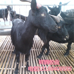 杜泊绵羊，波尔山羊，黑山羊 奶山羊