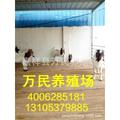 奶山羊 奶山羊养殖场 莎能奶山羊多少钱一只