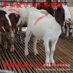 羊的价格 波尔山羊 沙能奶山羊 纯种波尔山羊 白山羊羊羔
