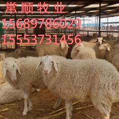 白山羊 奶山羊 波尔山羊 小尾寒羊