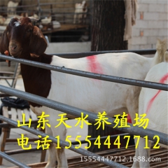 波尔山羊羊种 小羊羔价格 白山羊 奶山羊 波尔山羊出场价