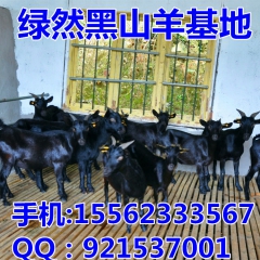 急售一批 黑山羊 种羊 羊苗 杜泊羊 奶山羊 长发大型养殖场
