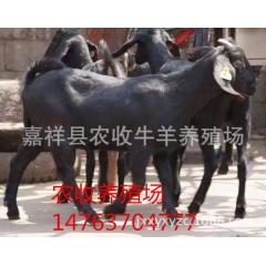 &大型肉羊种羊繁育养殖基地纯种黑山羊羊羔价格 奶山羊