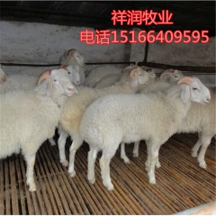 出售黑山羊 白山羊 小尾寒 杜泊绵羊 奶山羊 波尔 免费运输